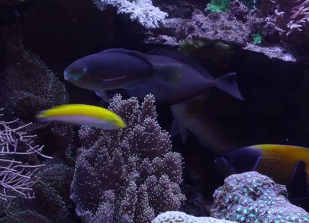 Aquarium im Wartebereich